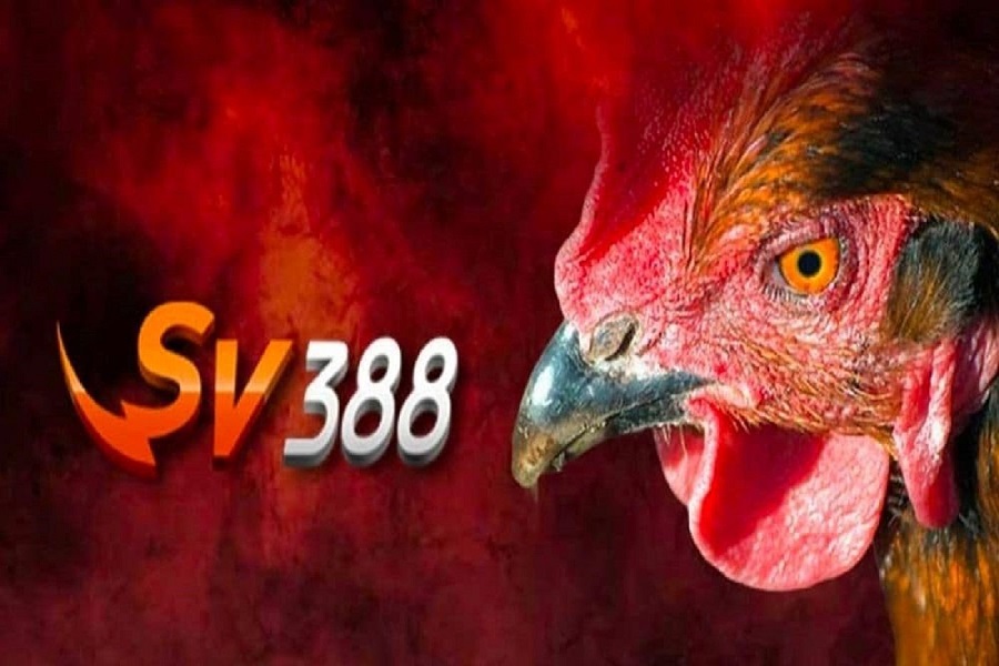 Đá Gà Thomo SV388 - Lựa chọn hàng đầu cho cá cược đá gà trực tuyến